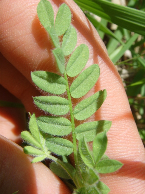 Fabacea: Ornithopus compressus